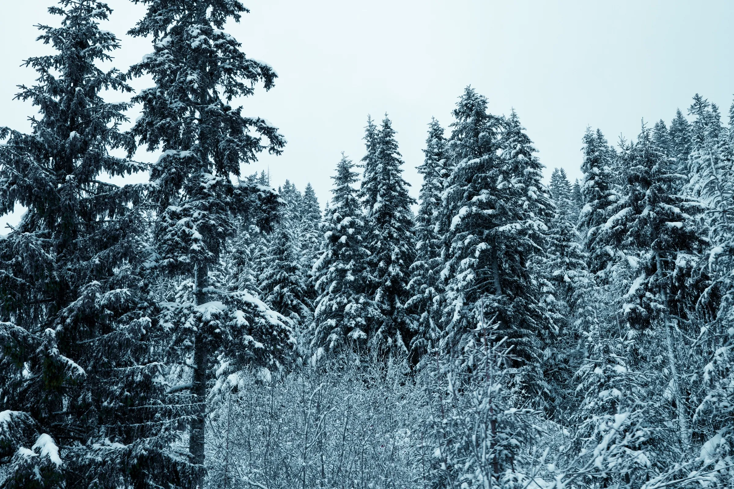 Snow-laden pine forest against a pale alpine sky.